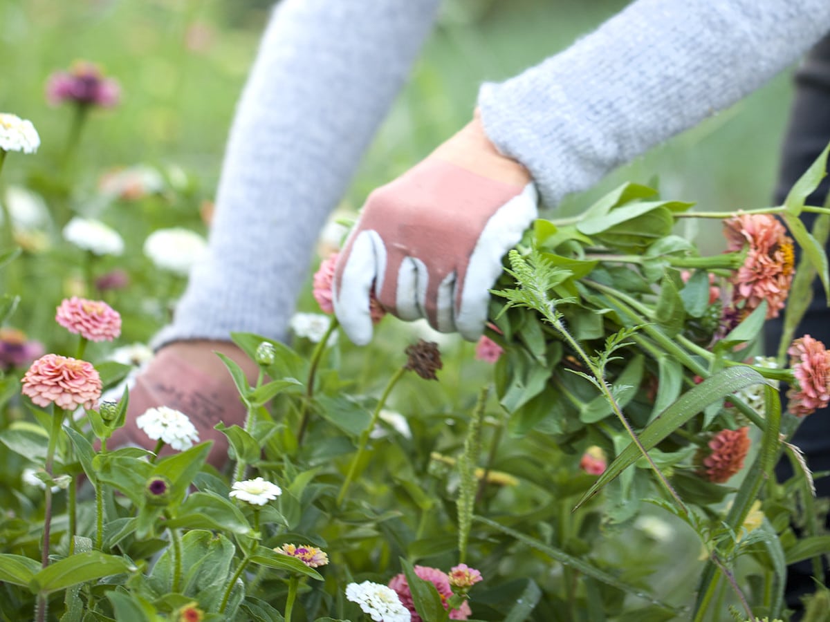 How To Make Perfume From Flowers - A Step By Step Guide 2022